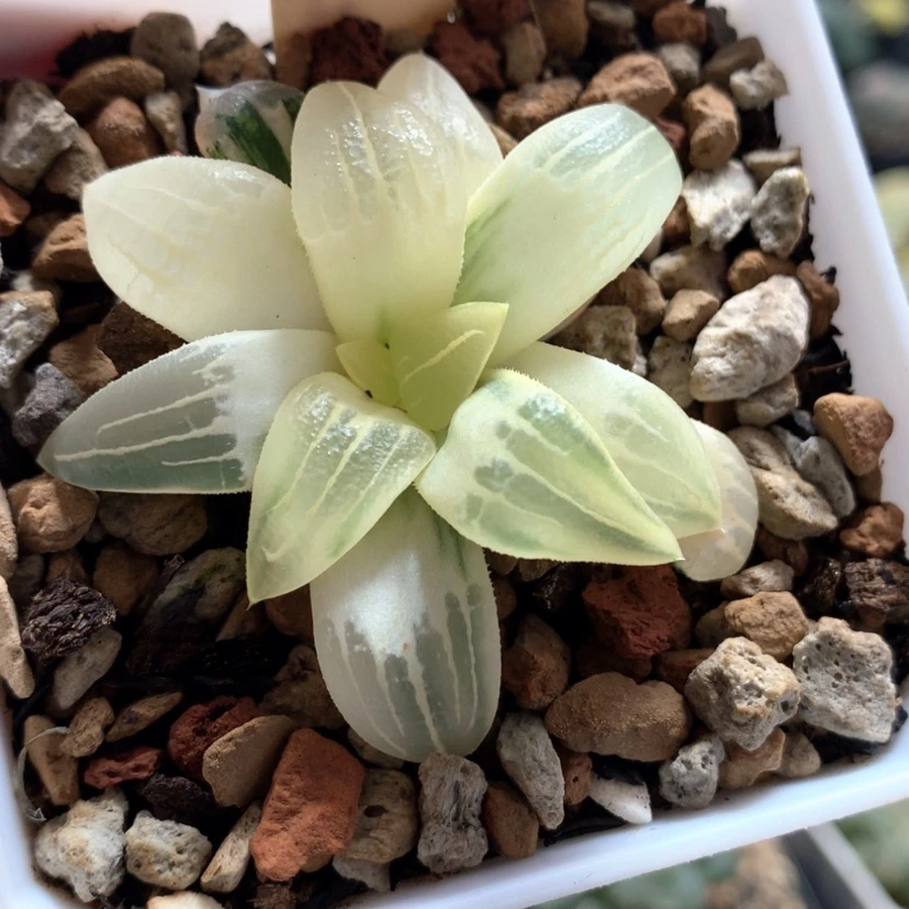 【闪购商品】43糊斑