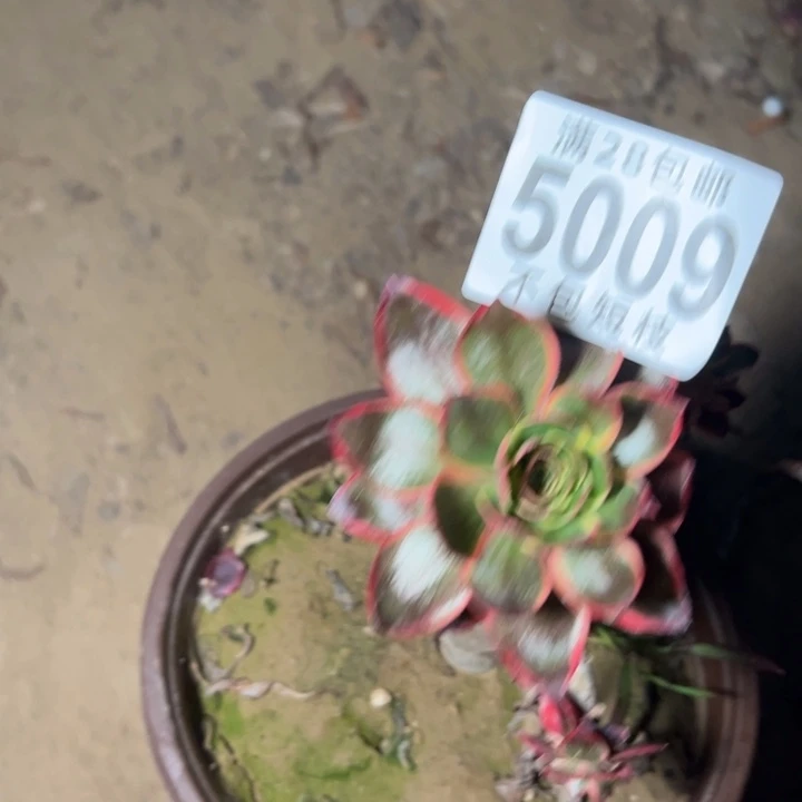 红魔女多肉植物法师5009