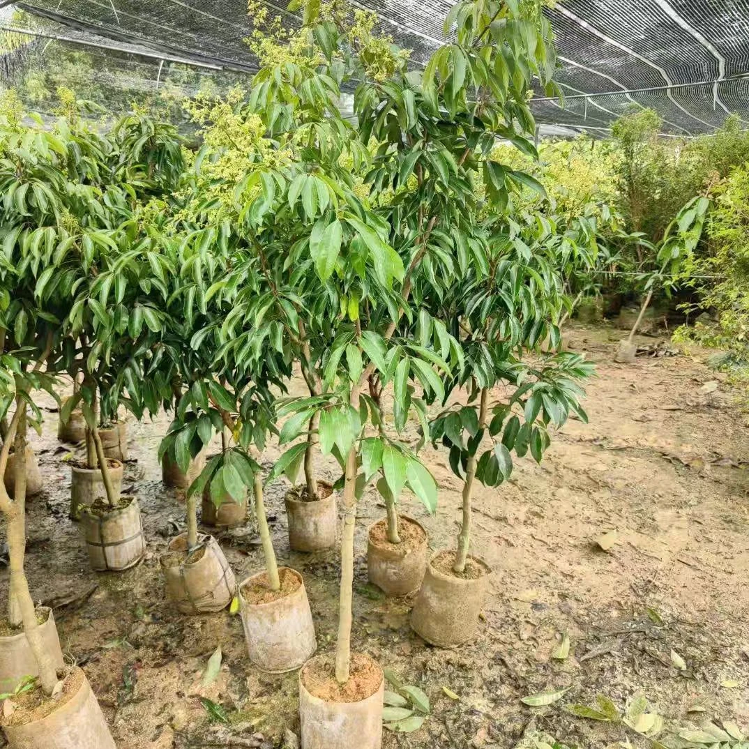 荔枝树苗无核桂味妃子笑糯米糍嫁接果树苗南北种植当年结果
