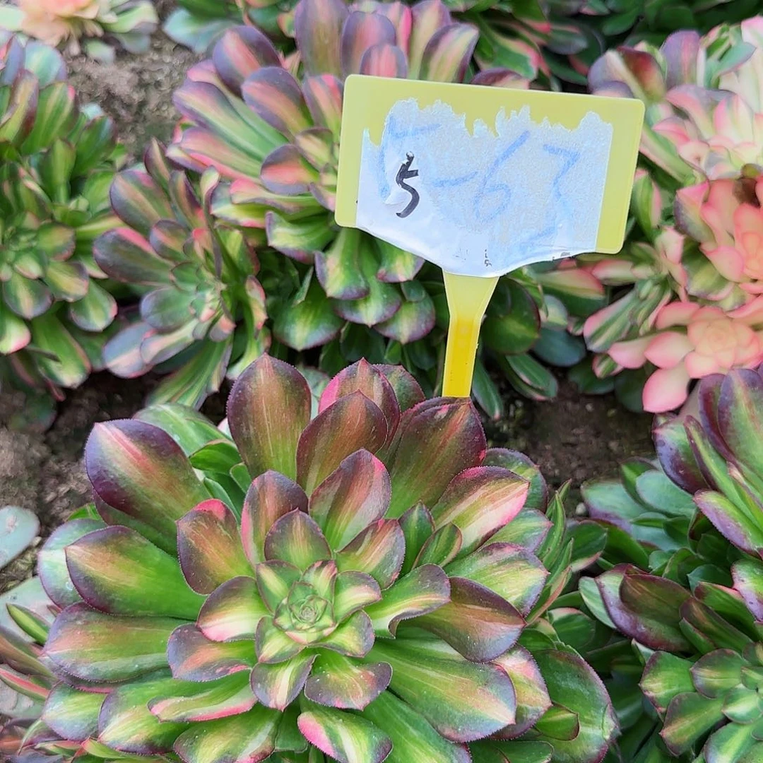 5-63---多头多肉植物