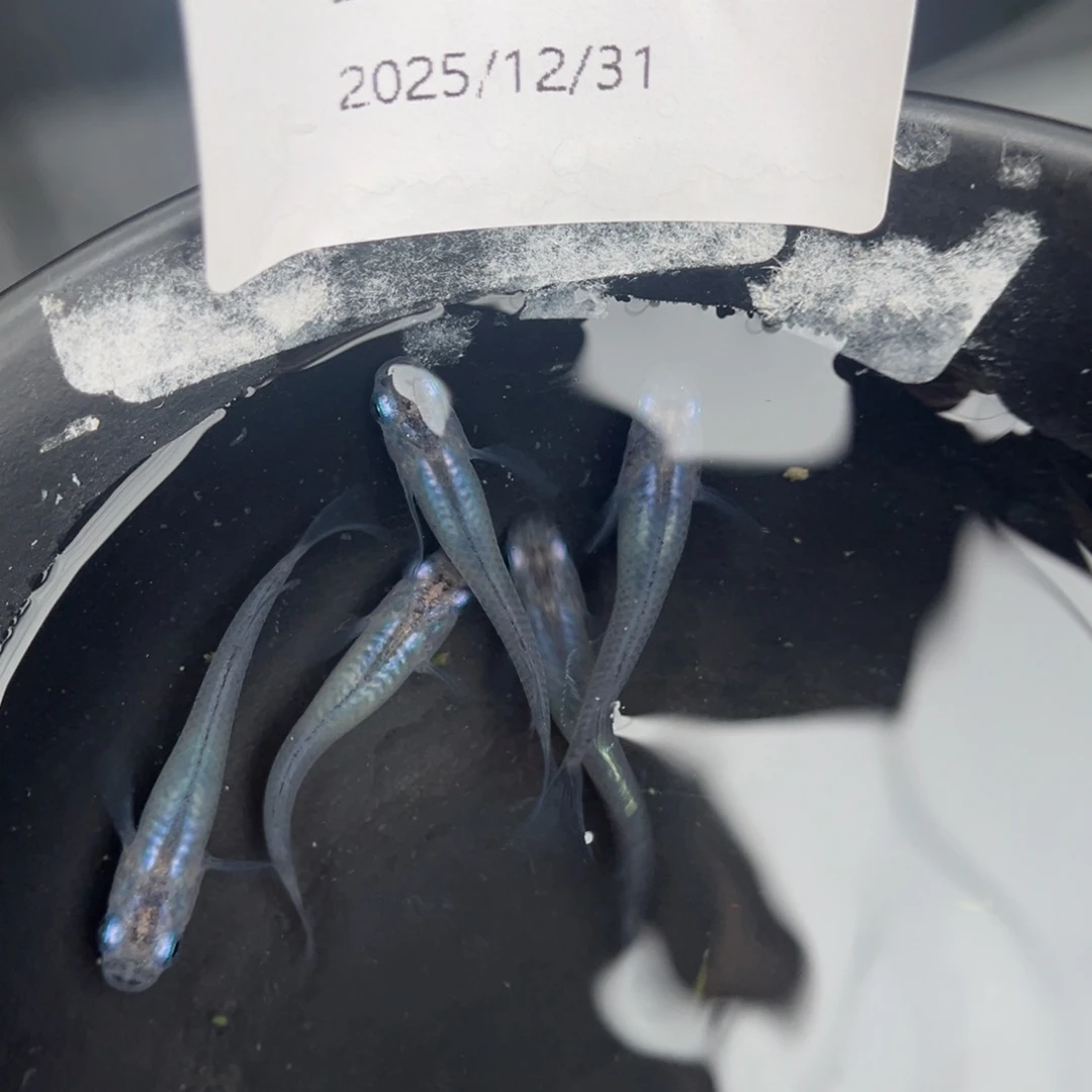 青鳉鱼246水滴五尾