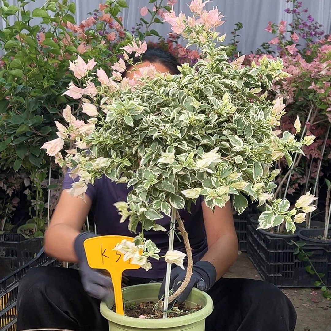 十***当前无花栽培后可以开花K34少女心