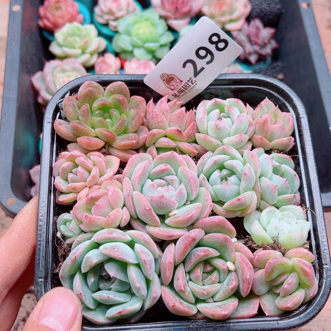 多肉植物多肉植物