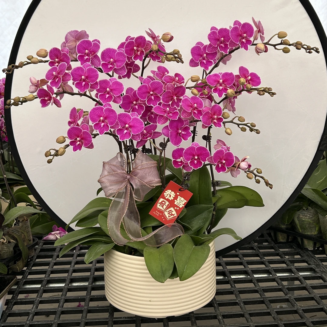 【红豆】蝴蝶兰盆栽花卉观花植物四季开花