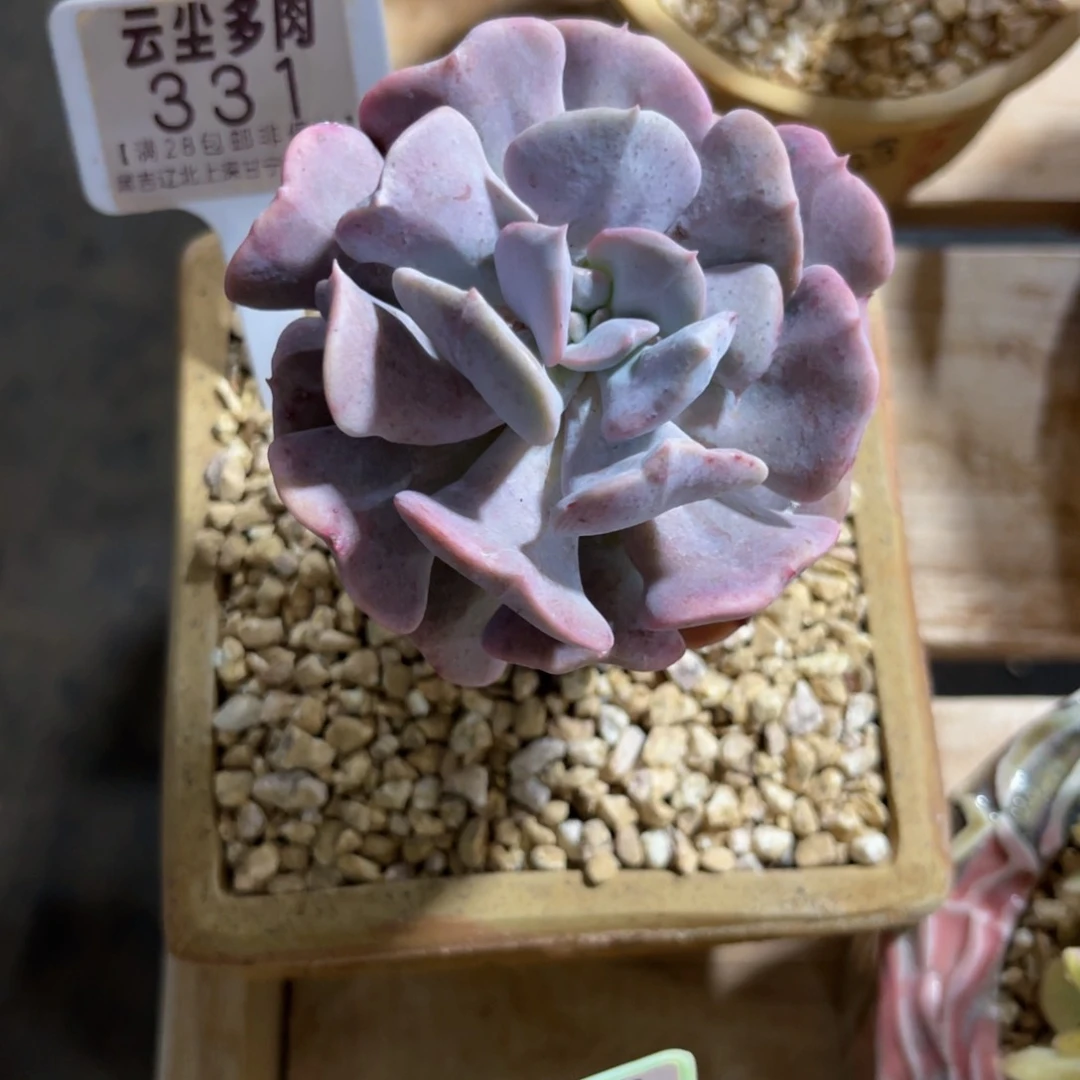 李云尘多肉一物一拍331不含盆