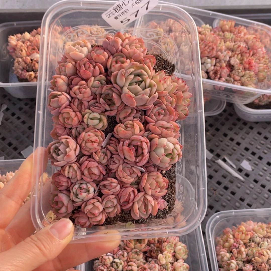云糖心多肉植物577