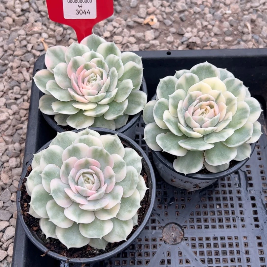 春***讯3044号三颗昂斯诺多肉