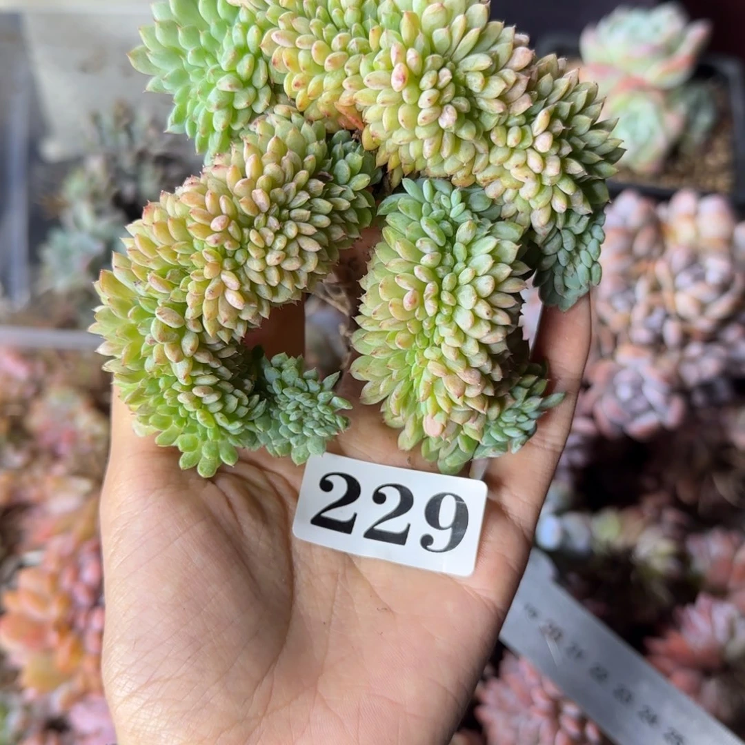 白胖子缀化一物一拍229