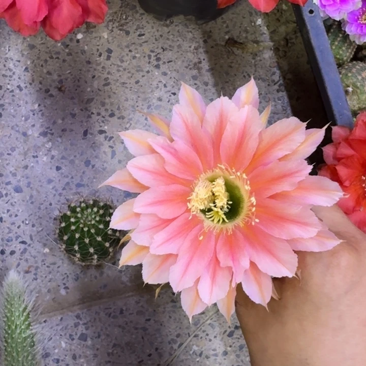 207彩草梦光环歪4公分左右无根侧牙，20包邮