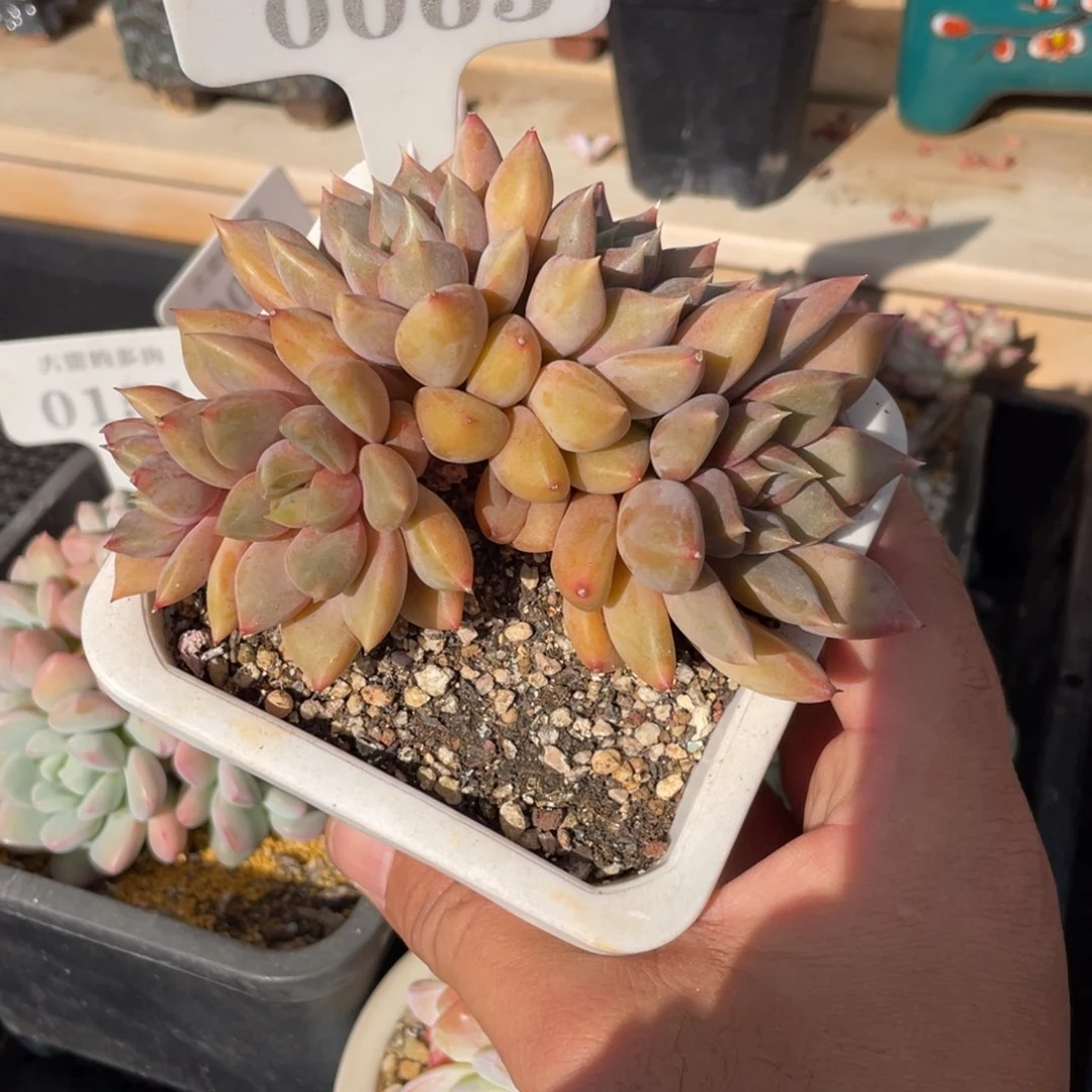 0063红象牙不带盆10厘米