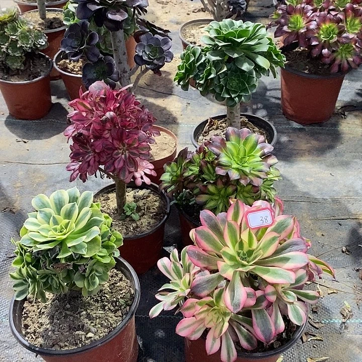 38，6棵134688900000