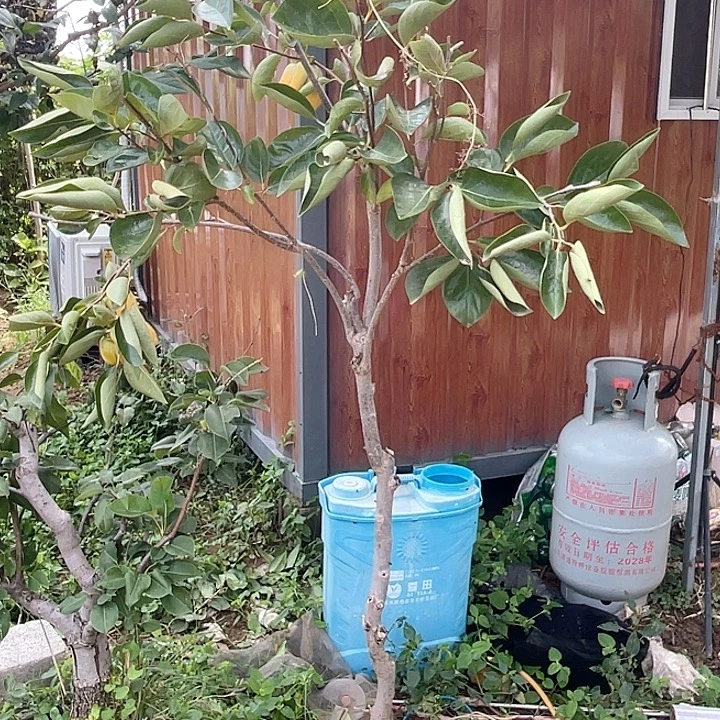 盆栽柿子，一物一拍