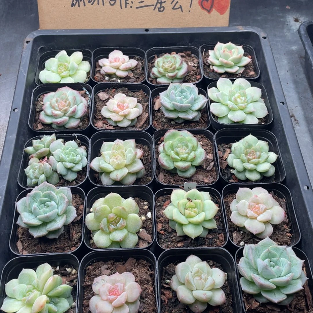 一****?云糖心多肉植物58
