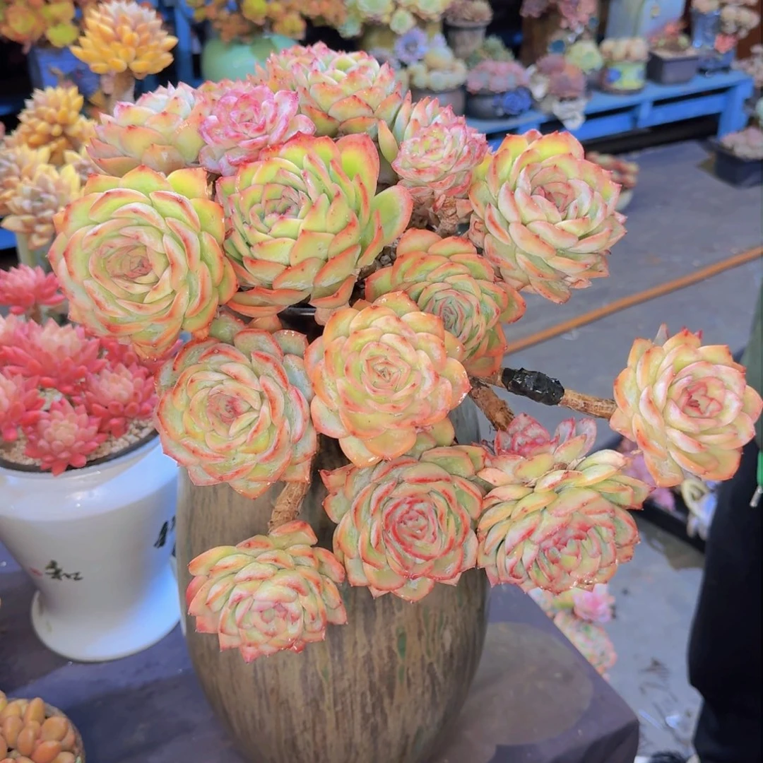 ?*然多肉植物的生长发育和