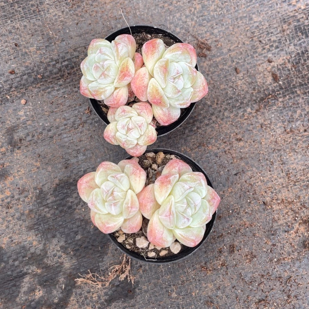 随***行糖心冰玉两个宝贝专拍