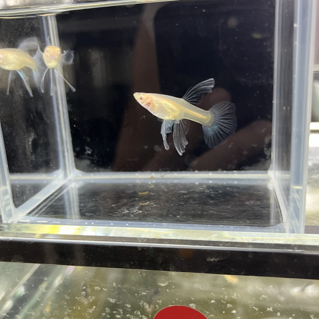 热带小型淡水孔雀鱼蓝白绣球小压成