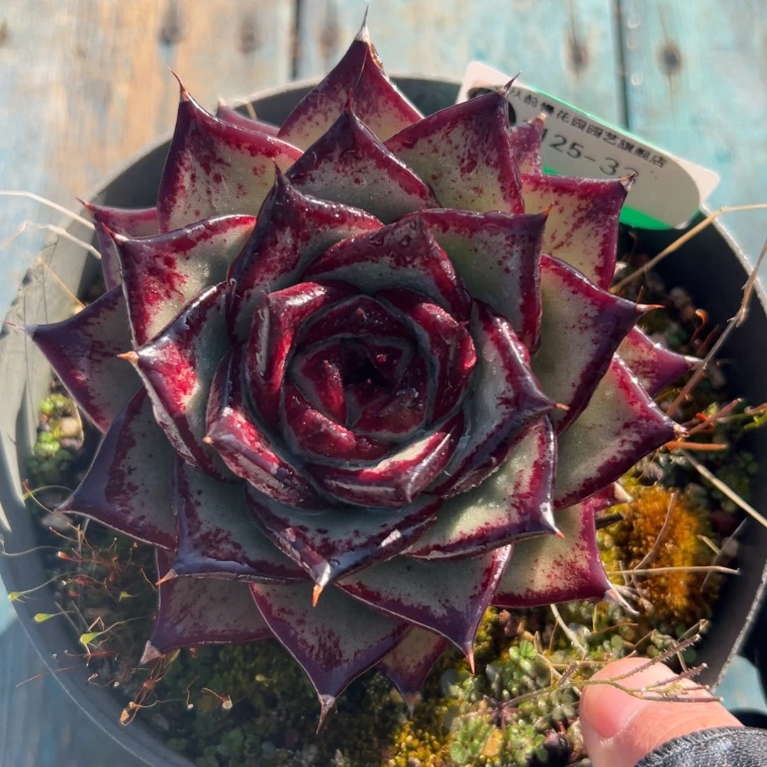 从前慢花园多肉编号1125-33