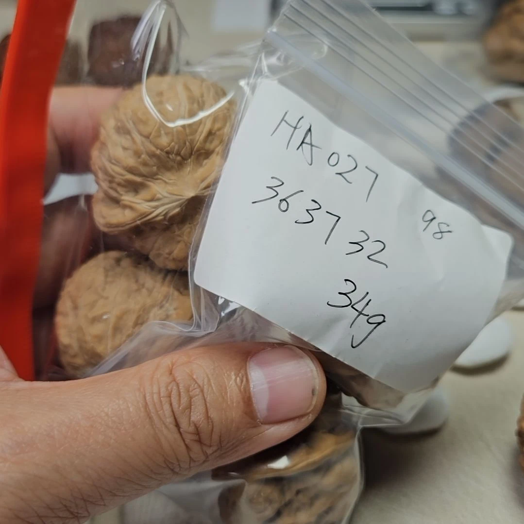 把件文玩核桃猫*虫HA027+南瓜