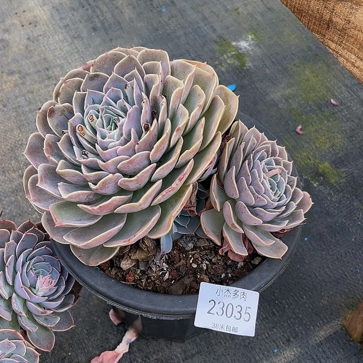 麻****园天赐双23035