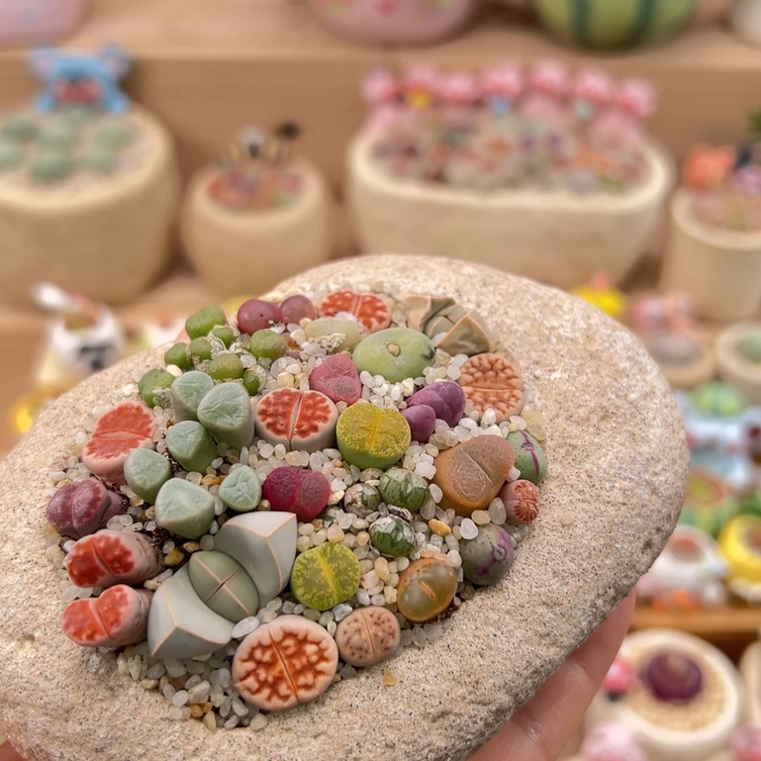 多肉植物25号彩色