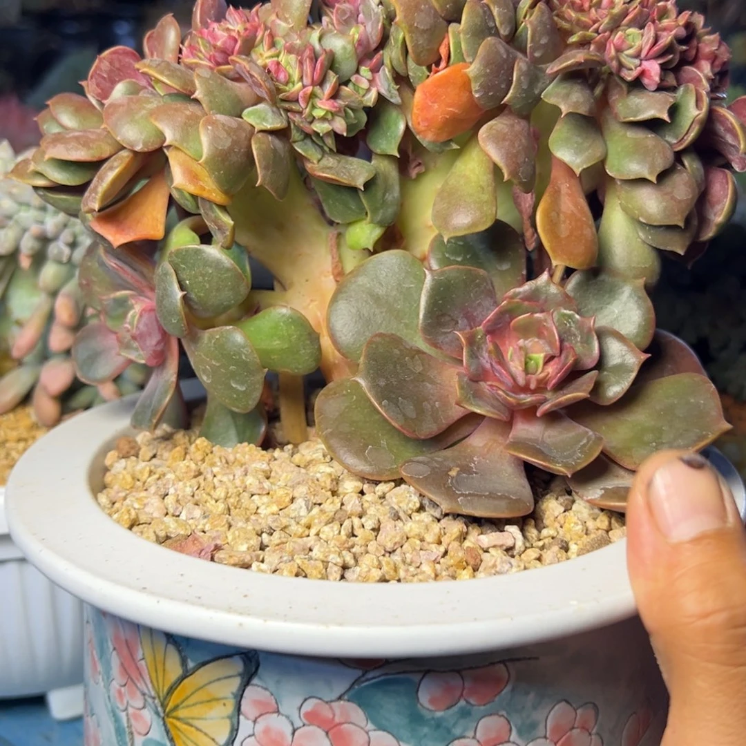 大红袍缀多肉植物29.8