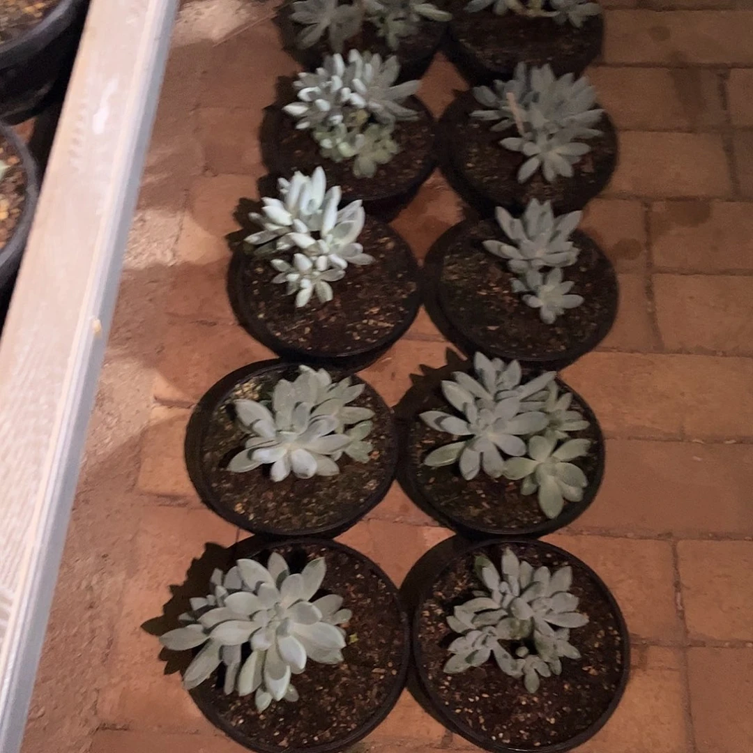 上**痕胖体哥特萝莉多肉植物妮子