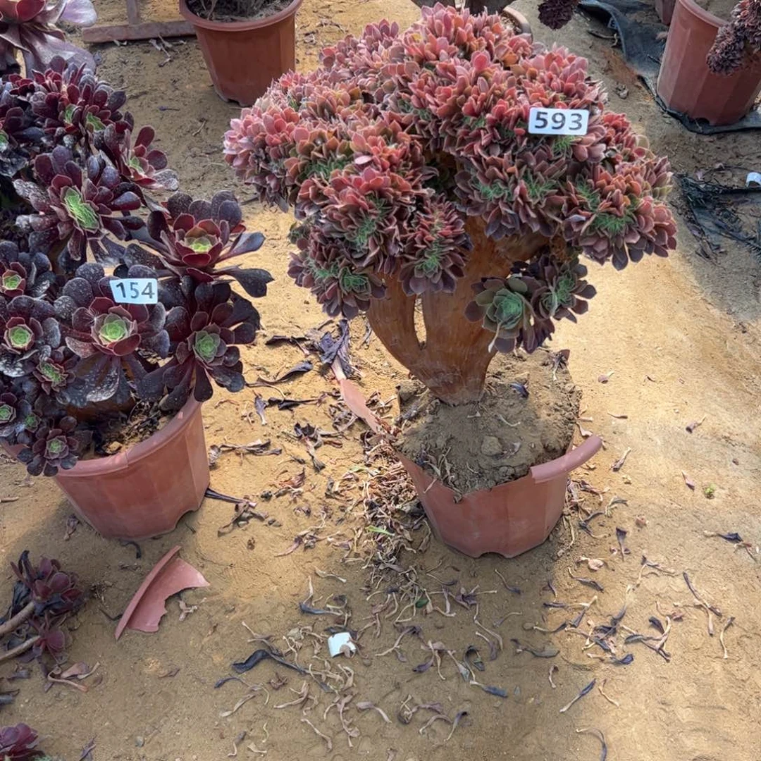 有伤玫瑰缀593高40