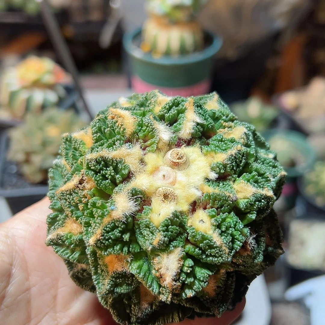 65号苗接无根辛盾8公分