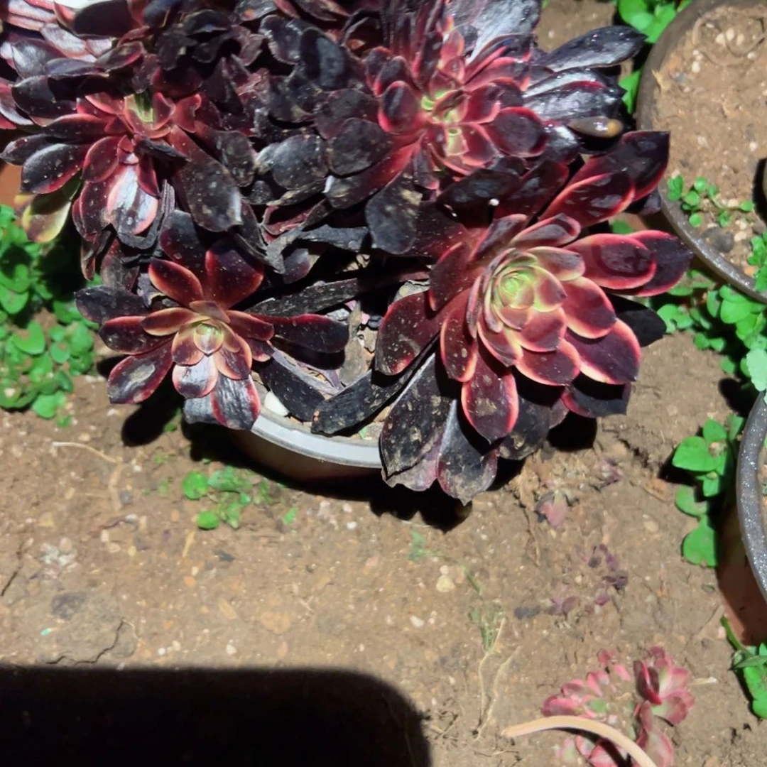 267 号多肉植物福利