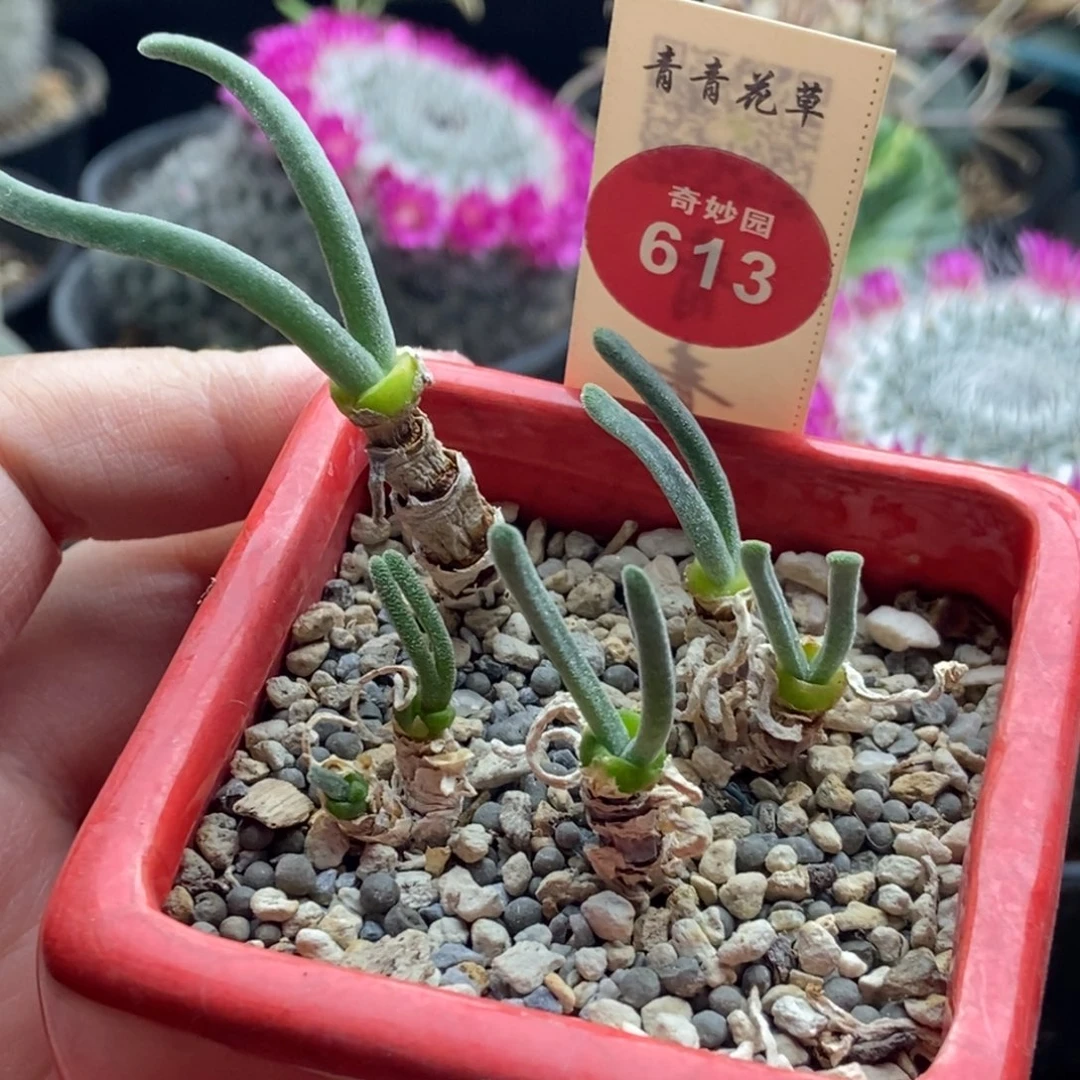 碧光环小兔子四颗一盒