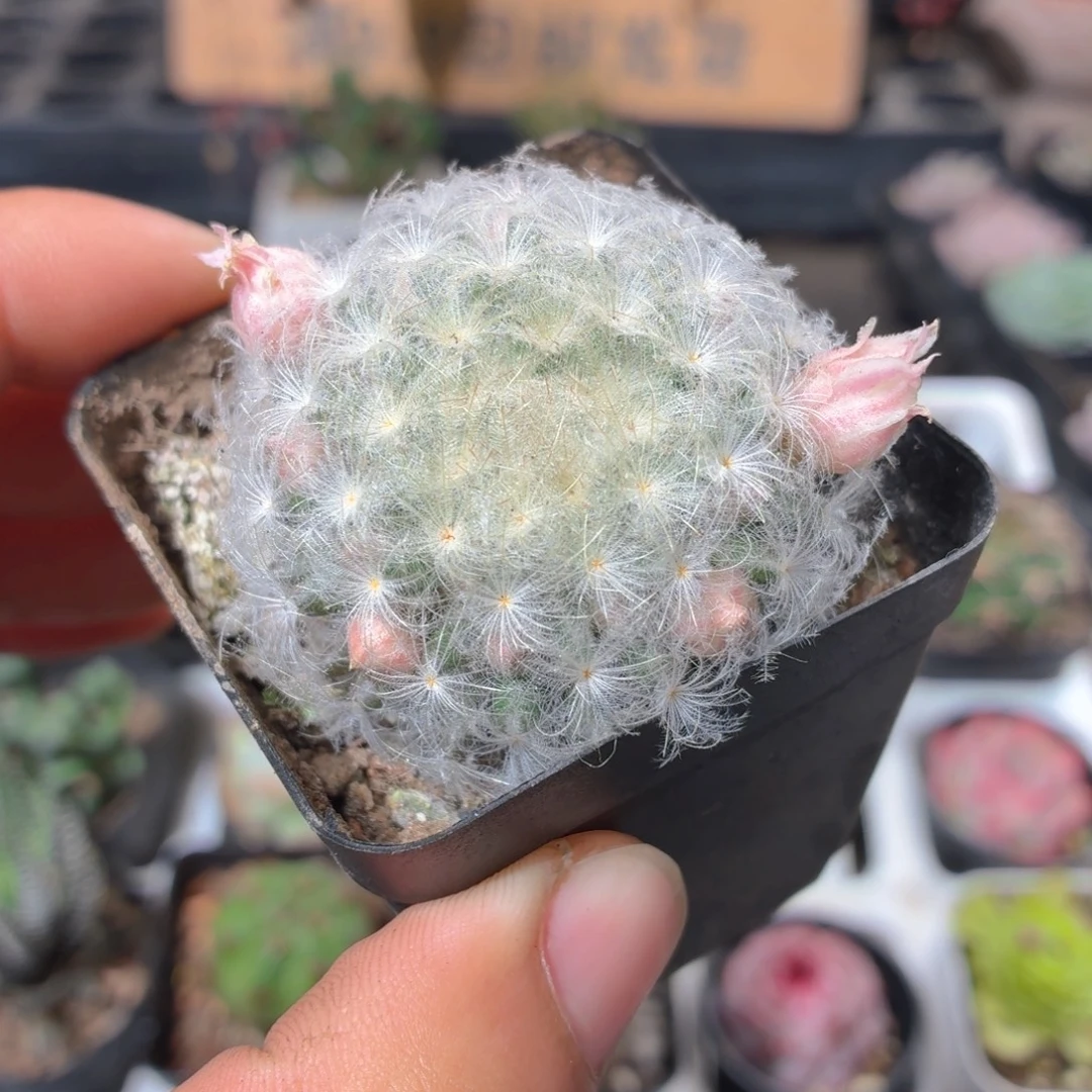 带花苞白星多肉9.9包邮发货