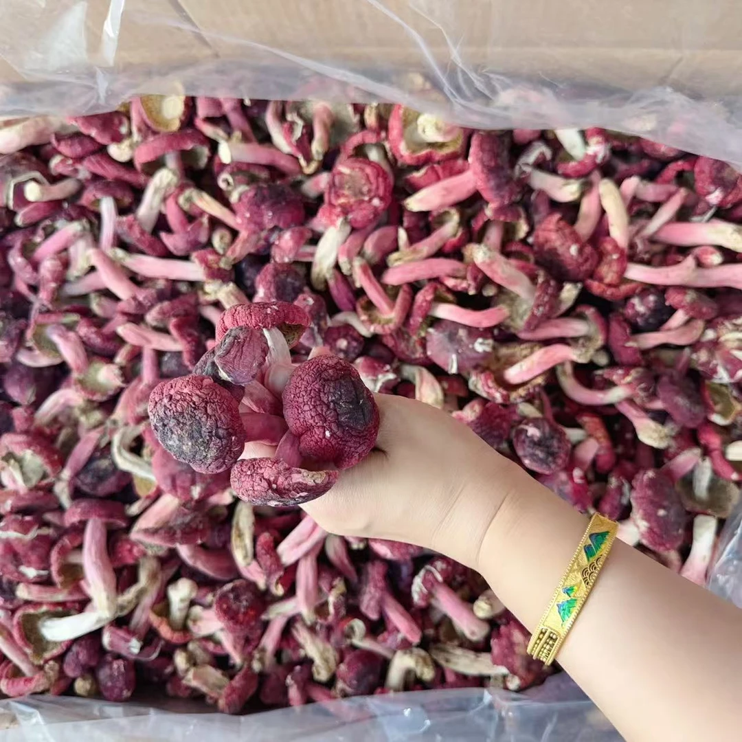 【月子菇】广西浪水野生红菇高货 零添加