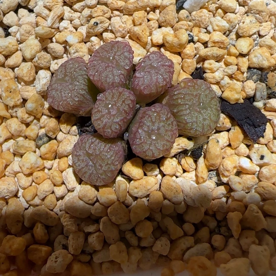 肉锥多肉植物百科-流水铜壶102