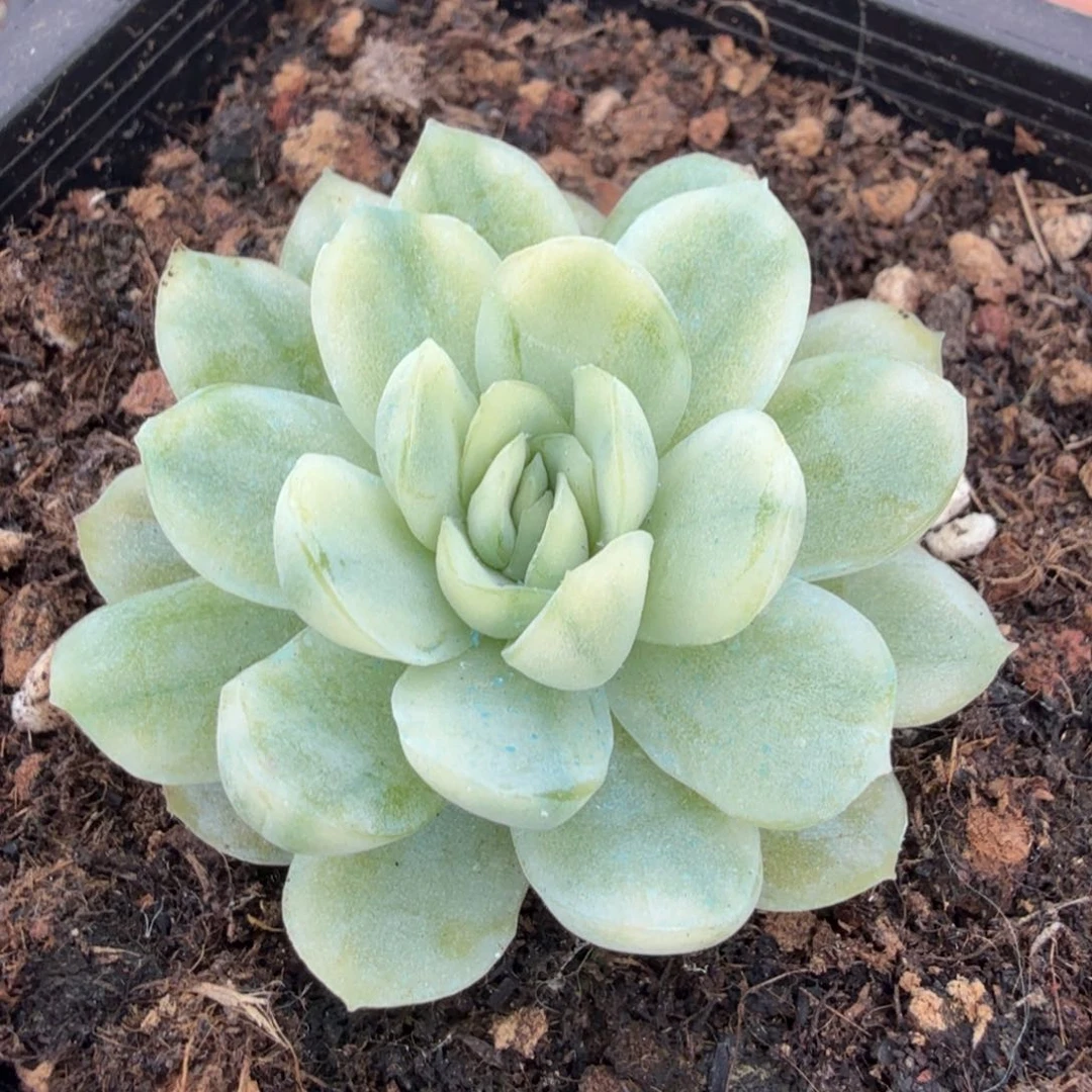 花脸锦才锦拉丝锦