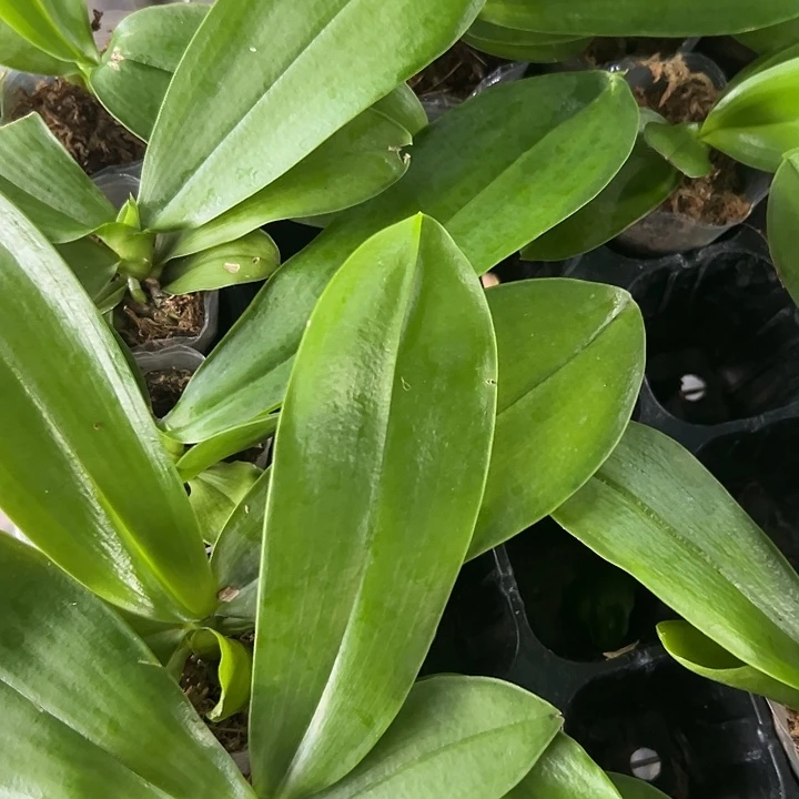 当前无花栽培后可以开花红星3宝宝苗叶损