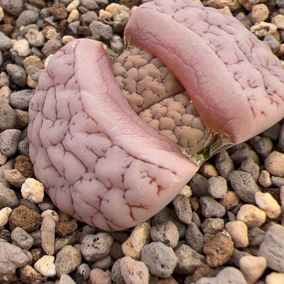 Oz 189 多肉植物多肉植物