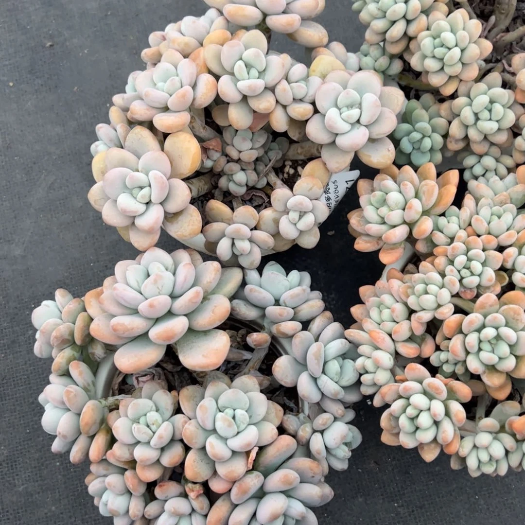 洛神两盆大盆老桩