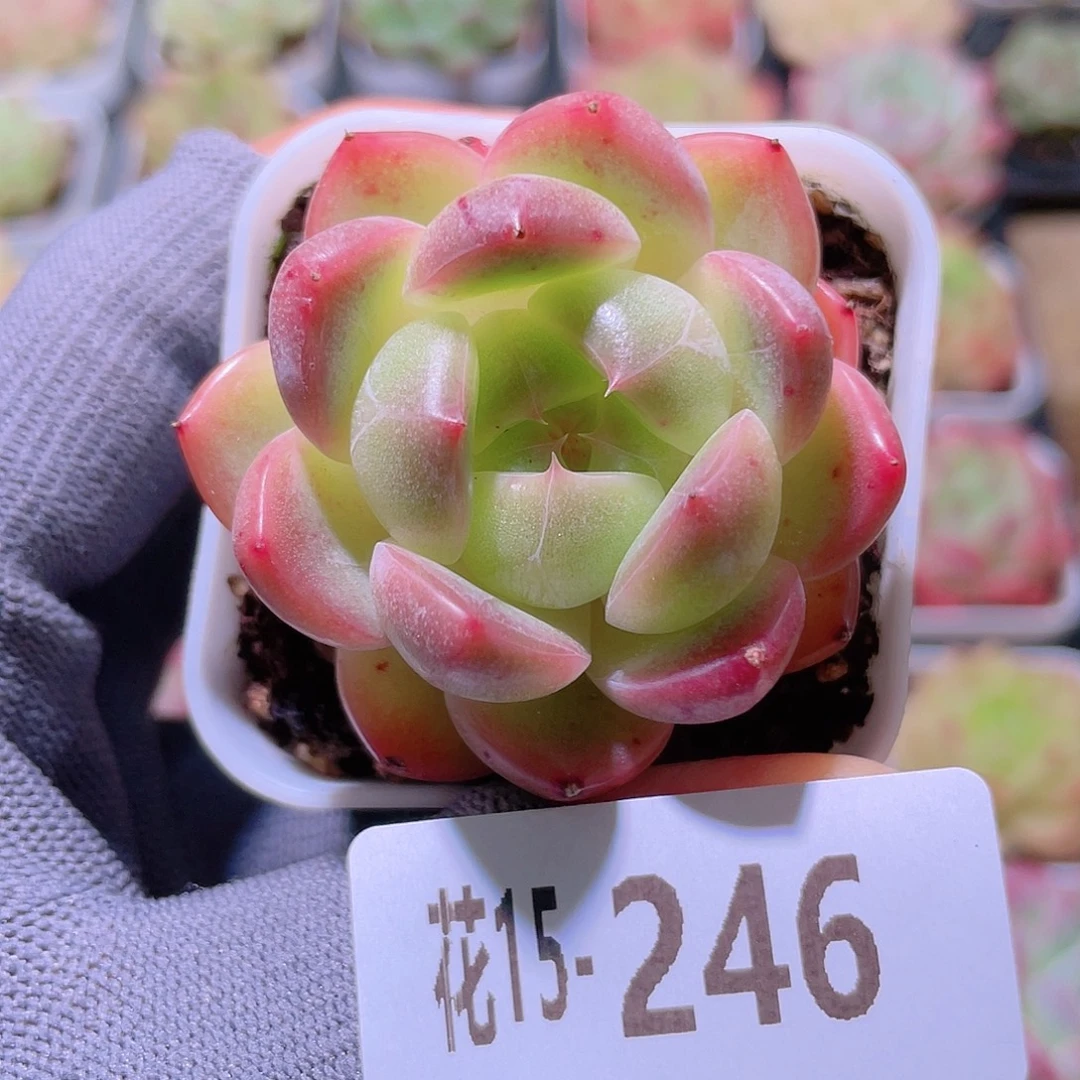 花利美15-246新品珍妮