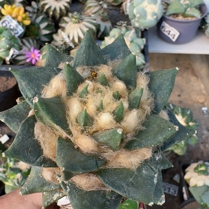 457双头龙牙牡丹仙人球