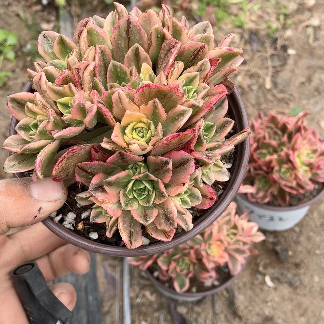 龙*控倾城棒棒糖加甜茶