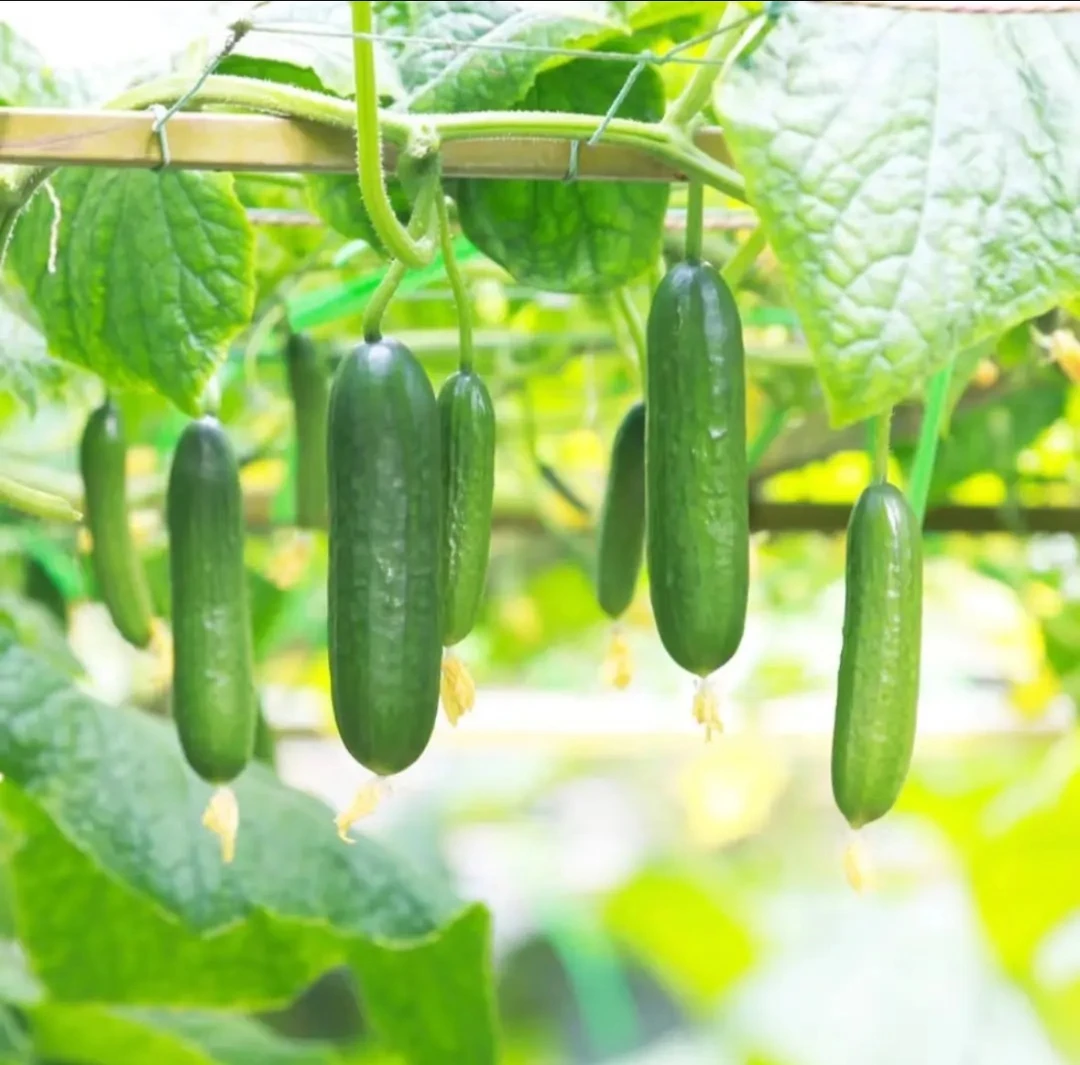 【加倍甜908黄瓜种子】加倍甜908黄瓜种籽大全四季春季上种球