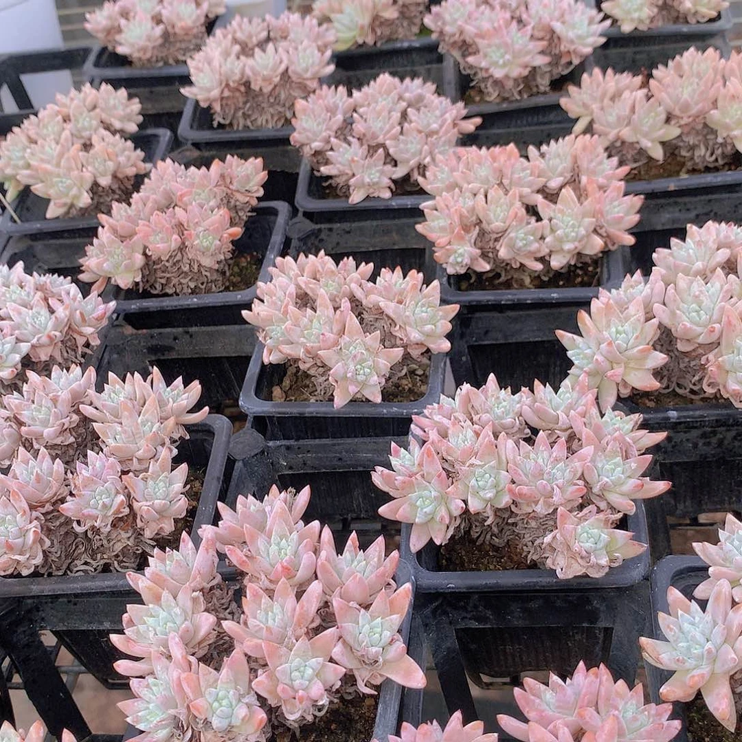 两颗白菊245678899990