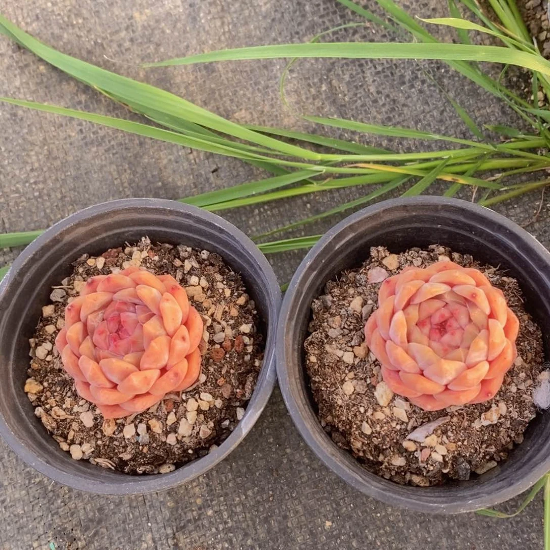 可问主播品种，下滑链接更多品种选择多肉