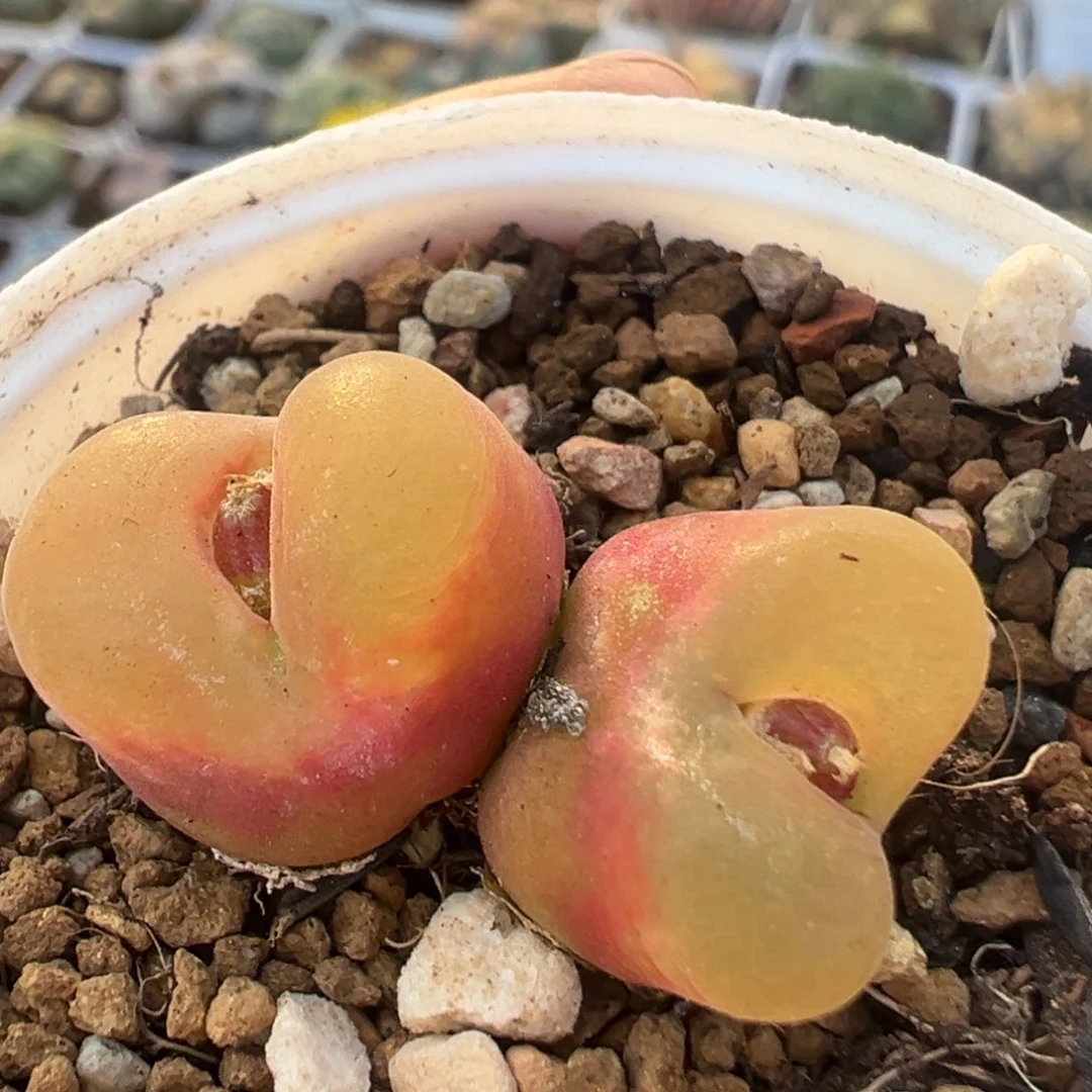 93多肉植物百科植物