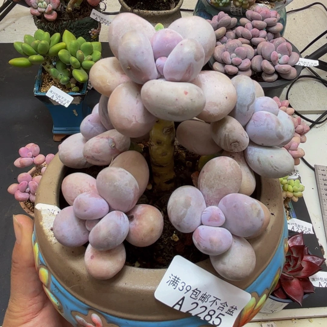 2285水光针8cm多肉