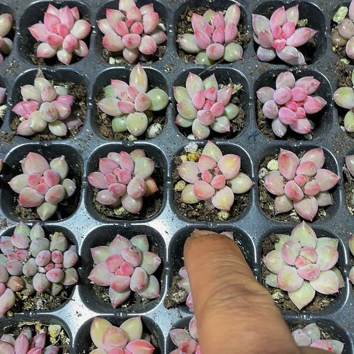 小虞美人2.8带土发