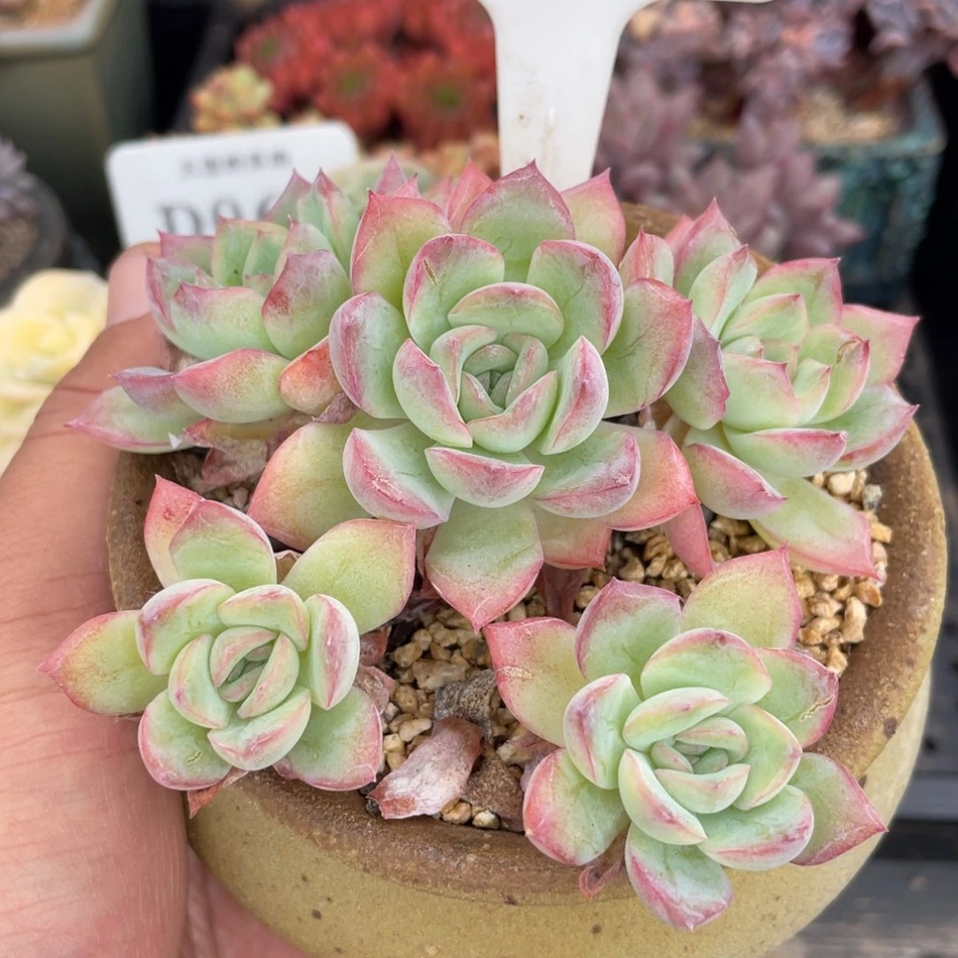 0120莎莎不带盆10厘米