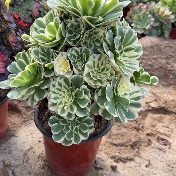 1805三号棚迈巴赫