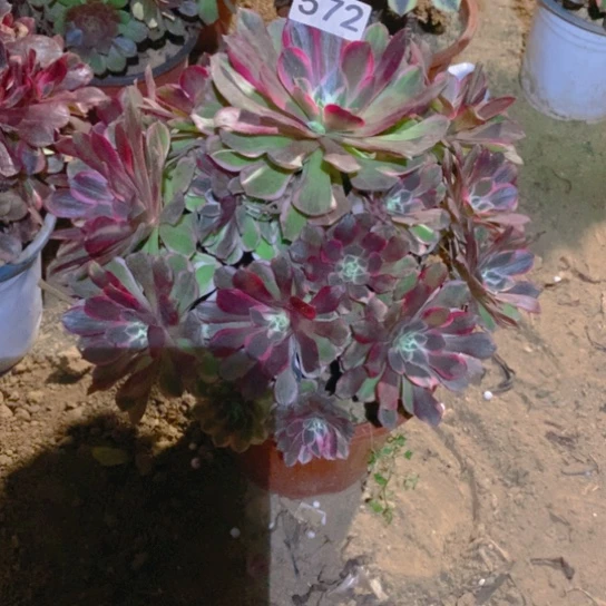 无花朵572多肉植物孔雀翎