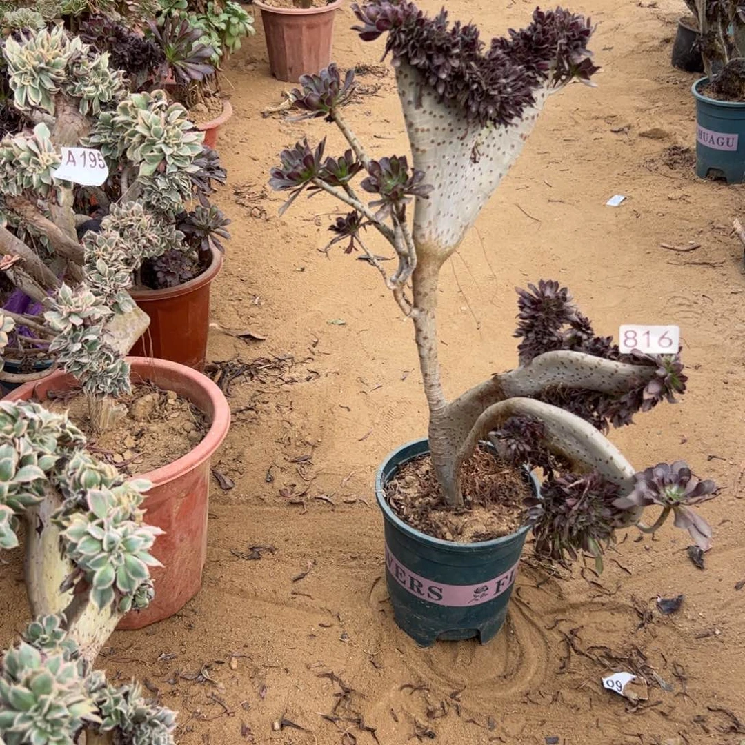 有伤黑缀816高度45厘米